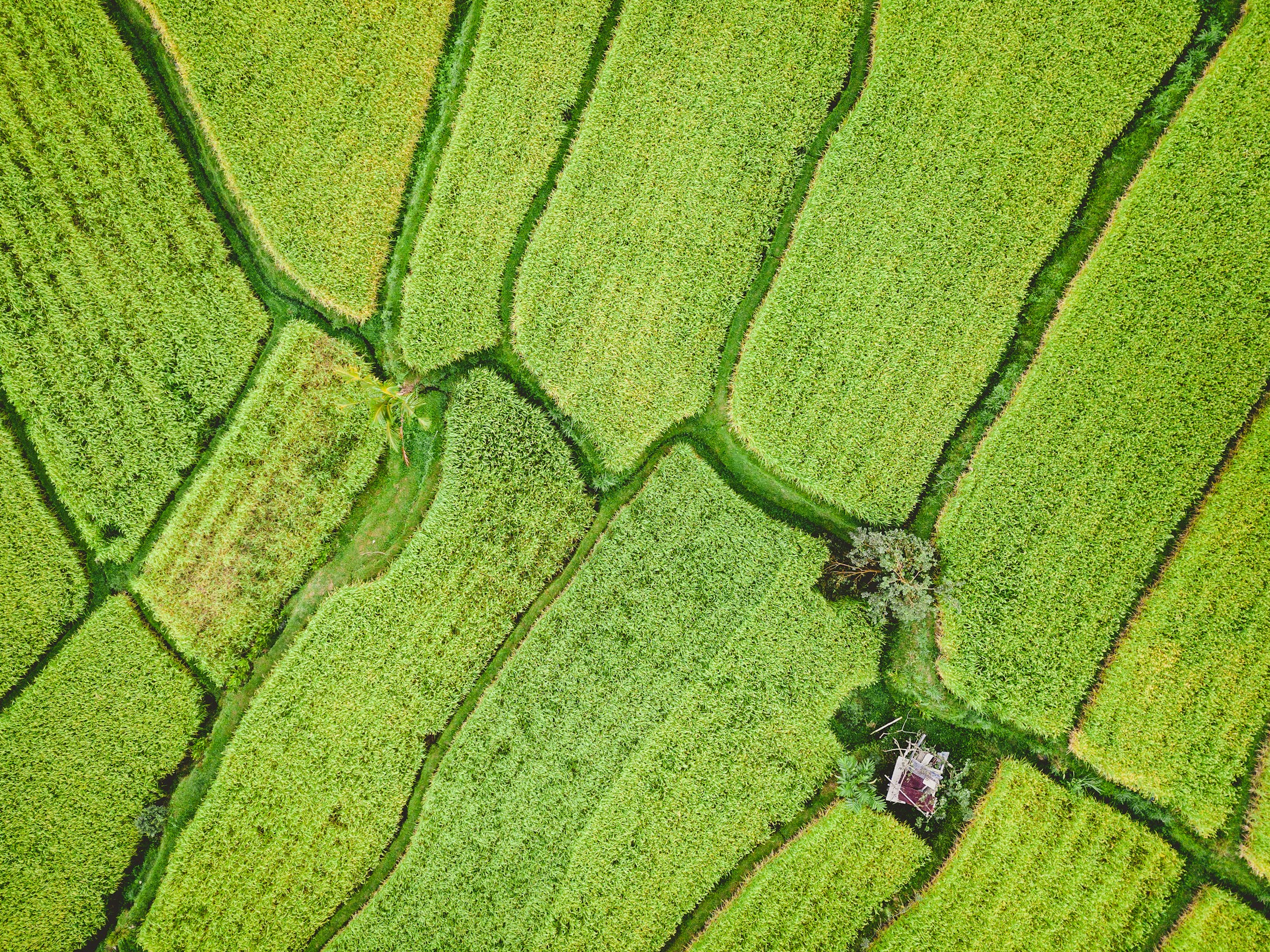 Aerial photograph of agricultural fields and woodland